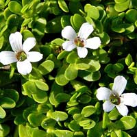 Bacopa Monnieri Herb for CogniCare Pro Brain Function