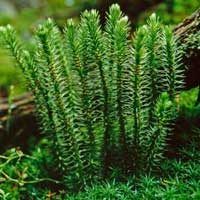 Huperzia Serrata Plant Extract for CogniCare Pro Cognitive Health